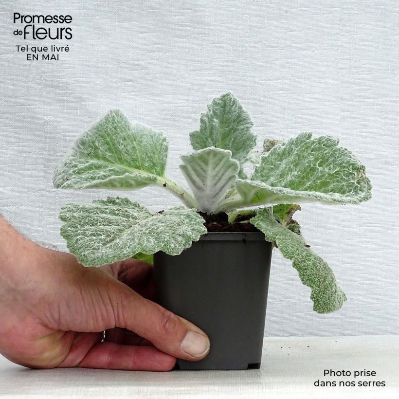 Example of Sauge argentée - Salvia argentea  Godet de 8/9 cm as you get in printemps