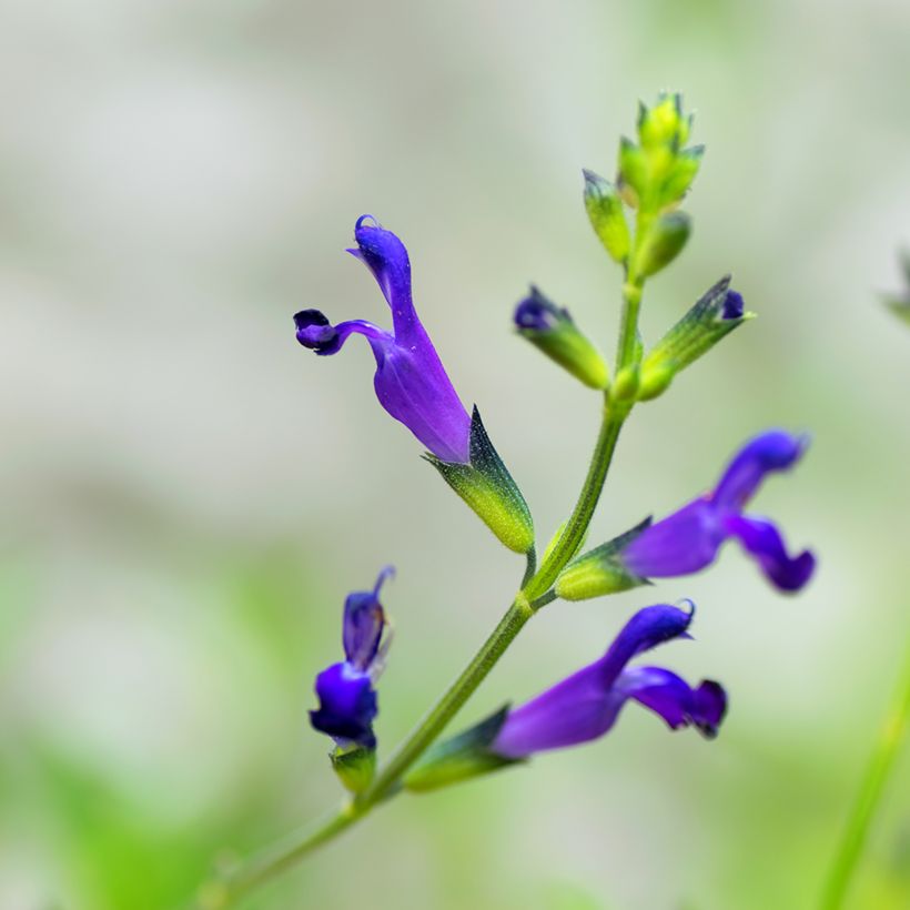 Sauge de Coahuila - Salvia coahuilensis (Flowering)