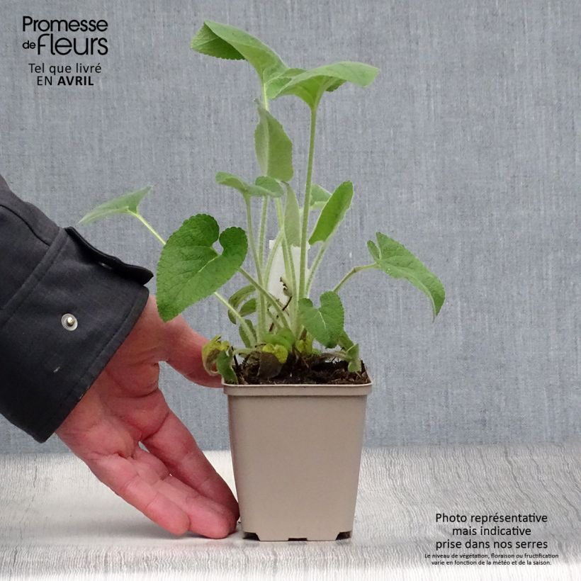 Example of Sauge de Jerusalem - Phlomis samia Godet de 8/9 cm as you get in printemps