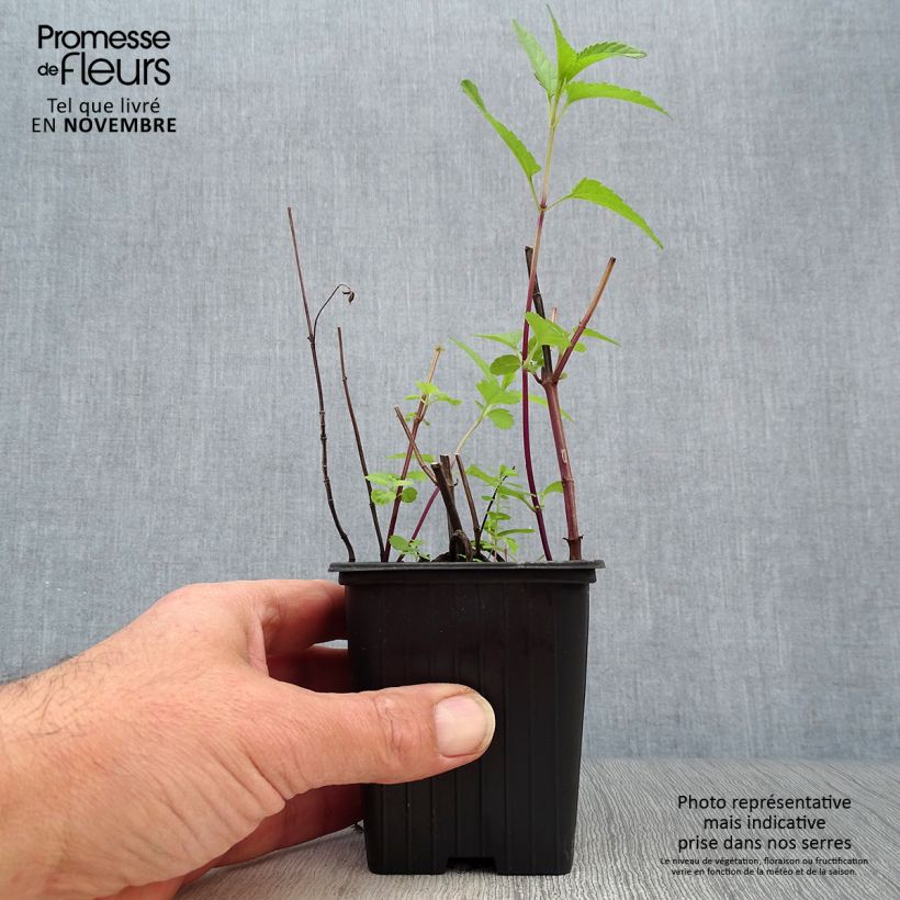 Spécimen de Sauge des marais - Salvia uliginosa Godet de 7/8 cm tel que livré en automne