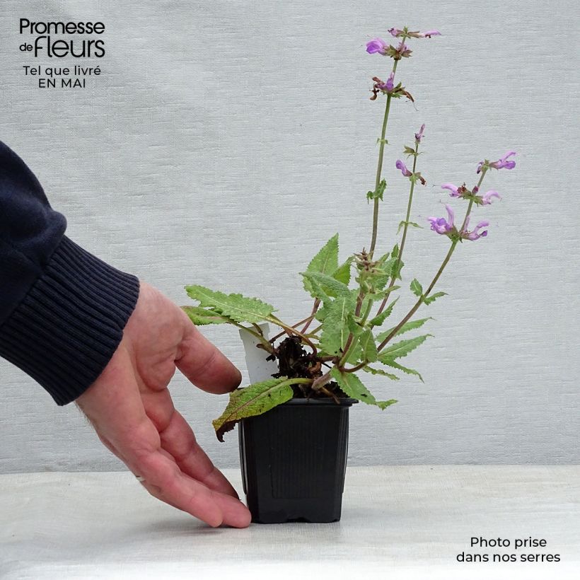 Example of Sauge des prés - Salvia pratensis Pink Delight® Godet de 8/9 cm as you get in printemps