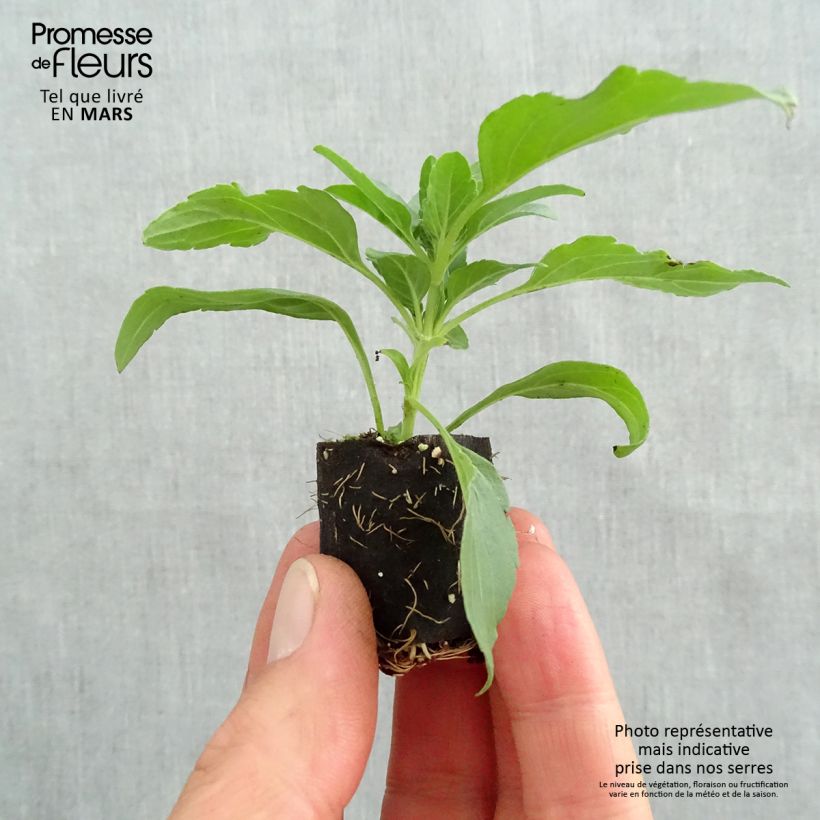 Spécimen de Sauge farineuse Sallyfun Sky Blue Mini-motte Ø 3/4 cm, Livré en plant vert de 5 à 10 cm de hauteur tel que livré au printemps