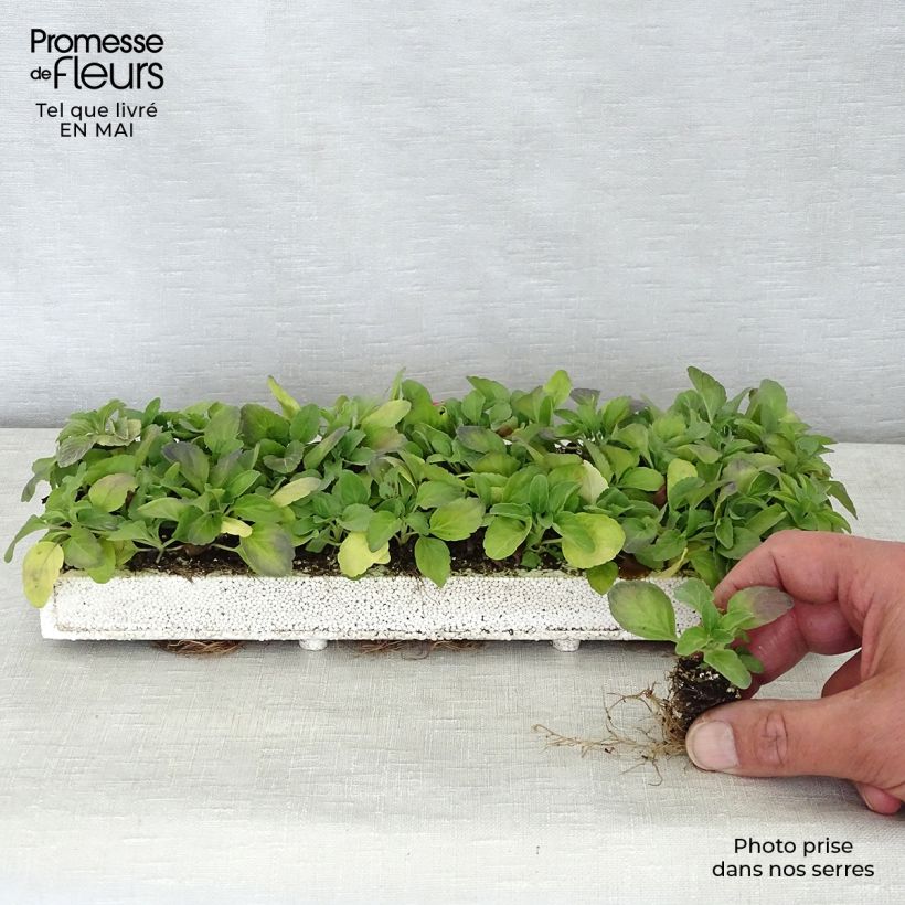 Spécimen de Sauge farineuse Victoria Blue - Salvia farinacea Minimotte : motte 2,2 cm x 2 cm en plaque de culture par 35 tel que livré au printemps