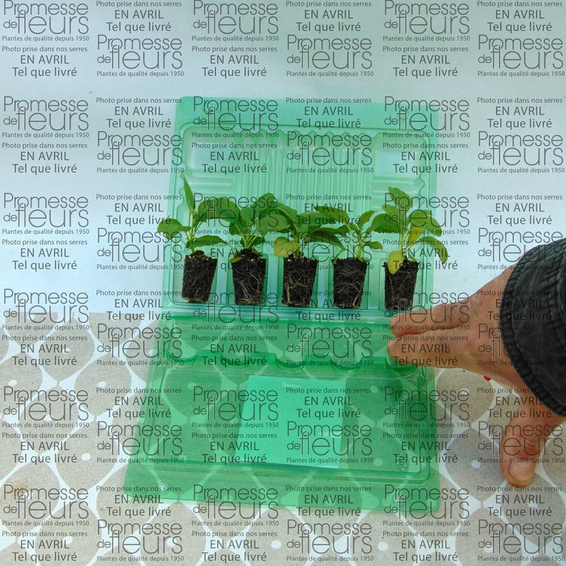 Example of Sauge farineuse Victoria blanche (Cirrus) Mini-motte Ø 3/4 cm, Livré en plant vert de 5 à 10 cm as you get