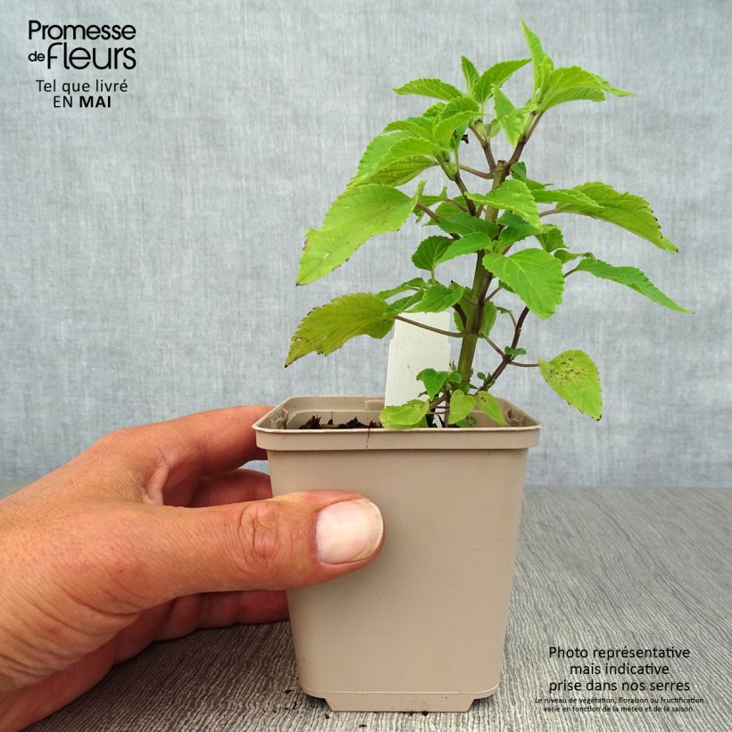 Example of Sauge hybride Amistad violet - Salvia (x) guaranitica Godet de 8/9 cm as you get in printemps