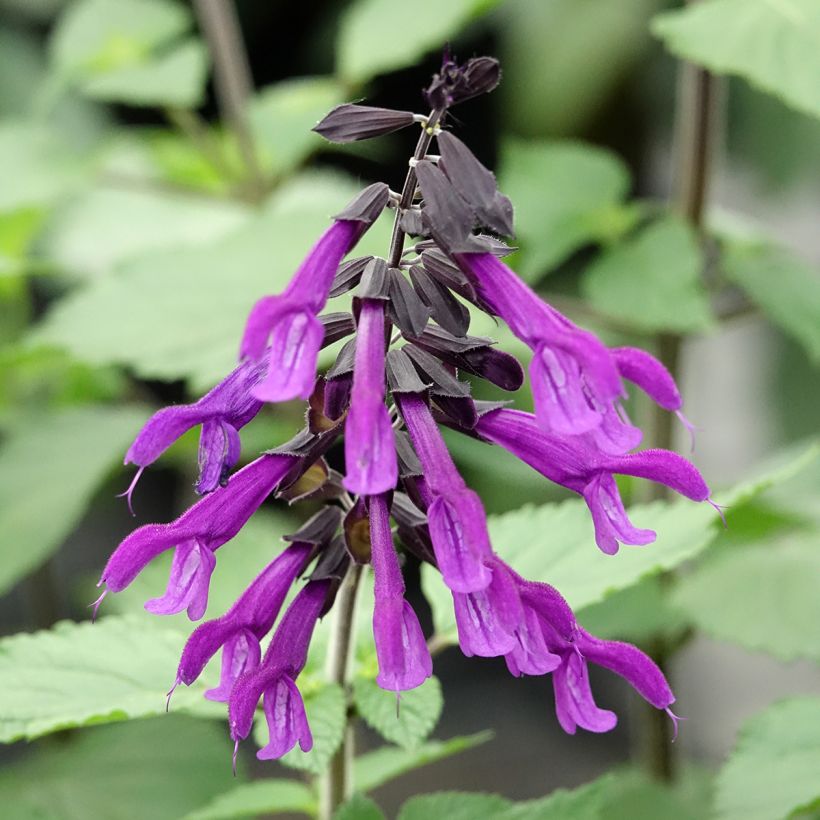 Sauge hybride Amistad violet - Salvia (x) guaranitica (Floraison)