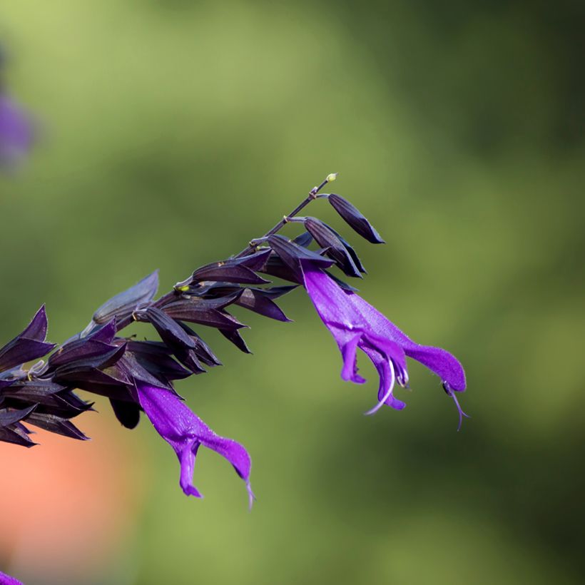 Sauge hybride Amistad violet - Salvia (x) guaranitica (Flowering)