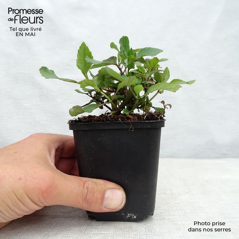 Example of Sauge hybride Ember's Wish Godet de 8/9 cm as you get in printemps