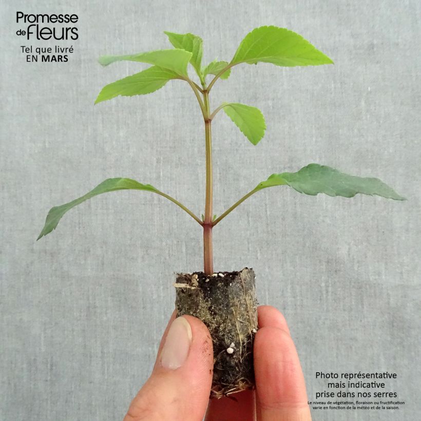 Example of Sauge hybride Ember's Wish Mini-motte Ø 3/4 cm, Plant vert de 5 à 10 cm de hauteur as you get in printemps