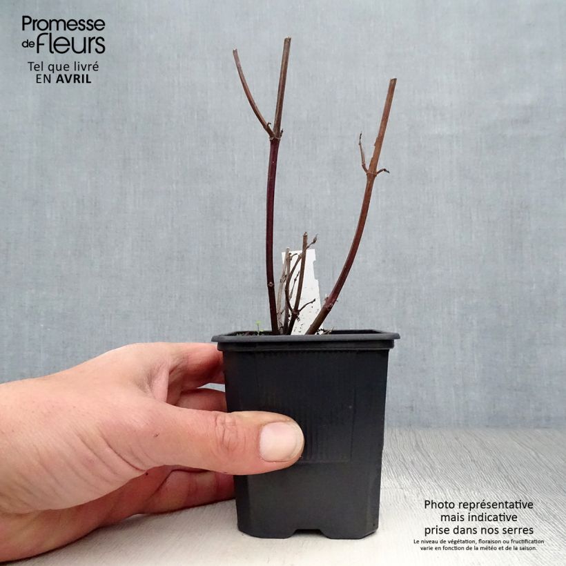 Example of Sauge hybride Love and Wishes  Godet de 8/9 cm as you get in printemps