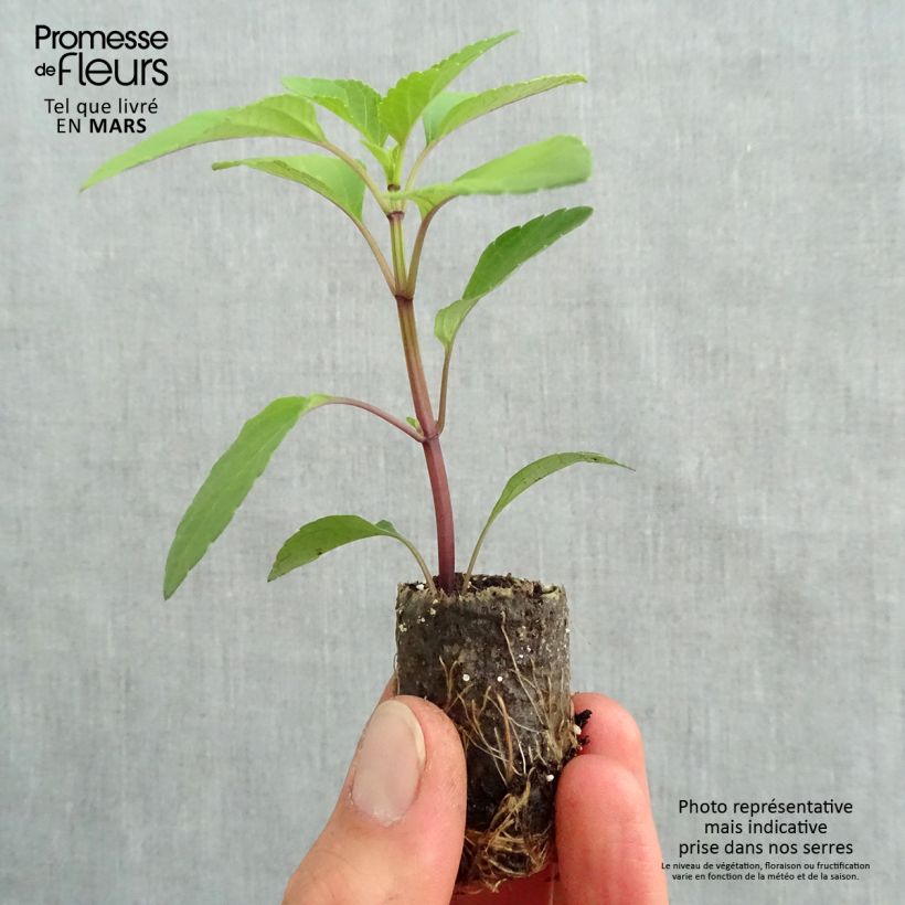 Example of Sauge hybride Love and Wishes  Mini-motte Ø 3/4 cm, Livré en plant vert de 5 à 10 cm de hauteur as you get in printemps