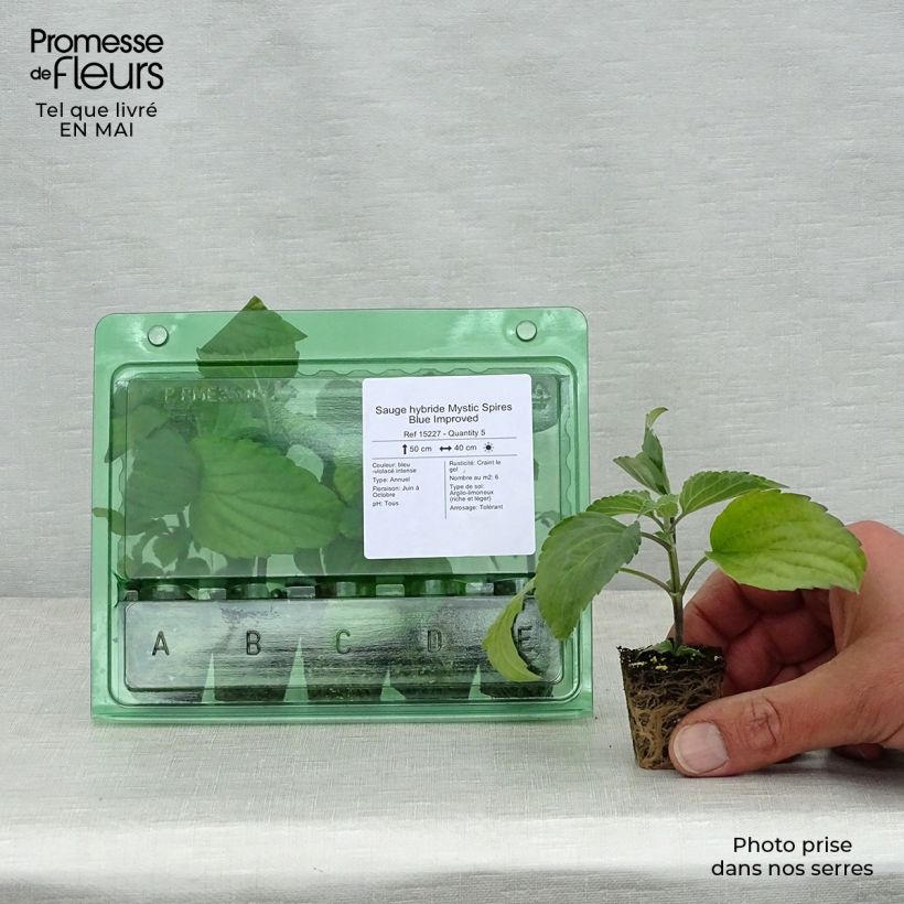 Example of Sauge hybride Mystic Spires Blue Improved Mini-motte Ø 3/4 cm as you get in printemps