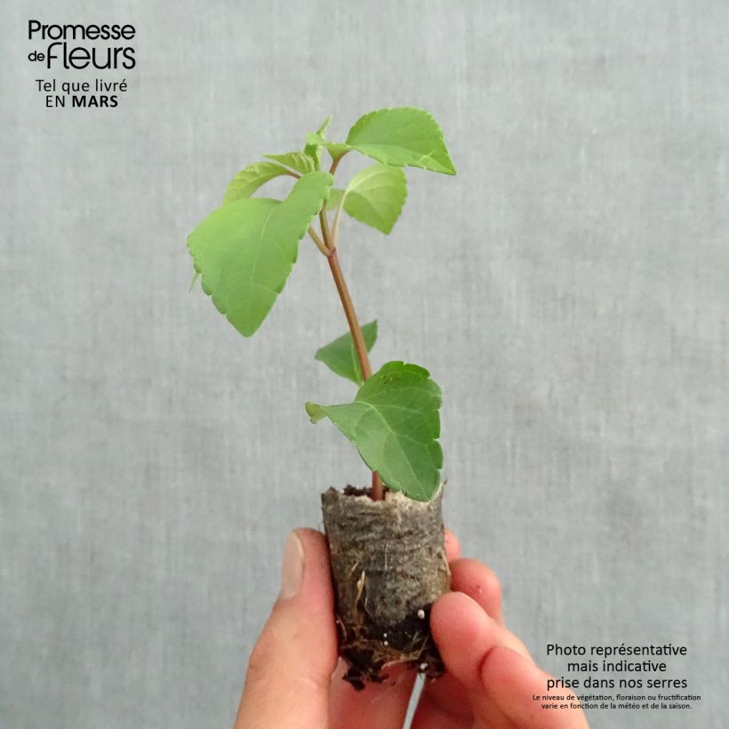 Example of Sauge hybride Wendy's Wish Mini-motte Ø 3/4 cm, Livré en plant vert de 5 à 10 cm de hauteur as you get in printemps