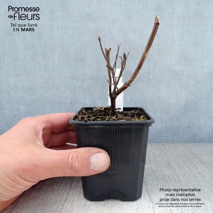 Example of Sauge hybride Wendy's Wish Godet de 8/9 cm as you get in printemps