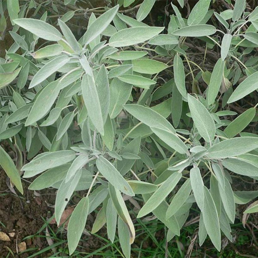 Sauge officinale - Salvia officinalis (Foliage)