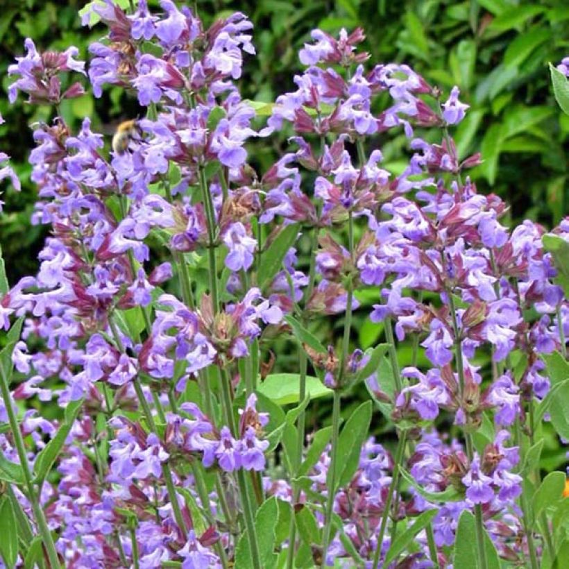 Sauge officinale - Salvia officinalis (Flowering)