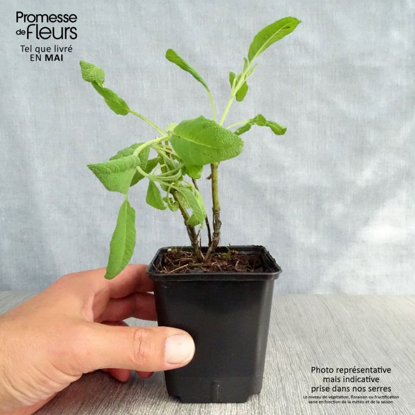 Example of Sauge officinale Albiflora - Salvia officinalis Godet de 8/9 cm as you get in printemps