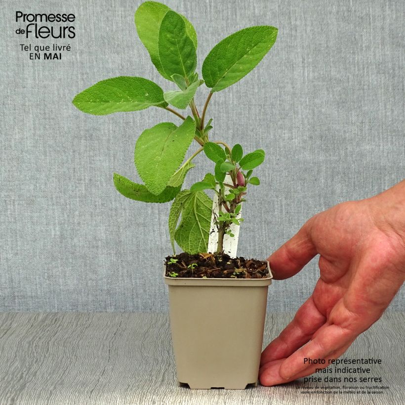 Example of Sauge officinale Berggarten Godet de 8/9 cm as you get in printemps