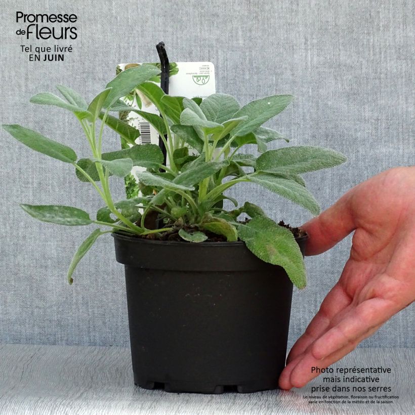 Spécimen de Sauge officinale Berggarten Pot de 1,5L/2L tel que livré en été