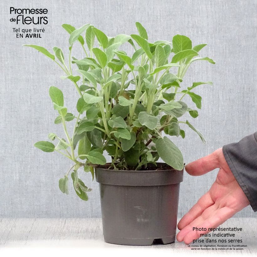 Example of Sauge officinale Berggarten Pot de 1,5L/2L as you get in printemps
