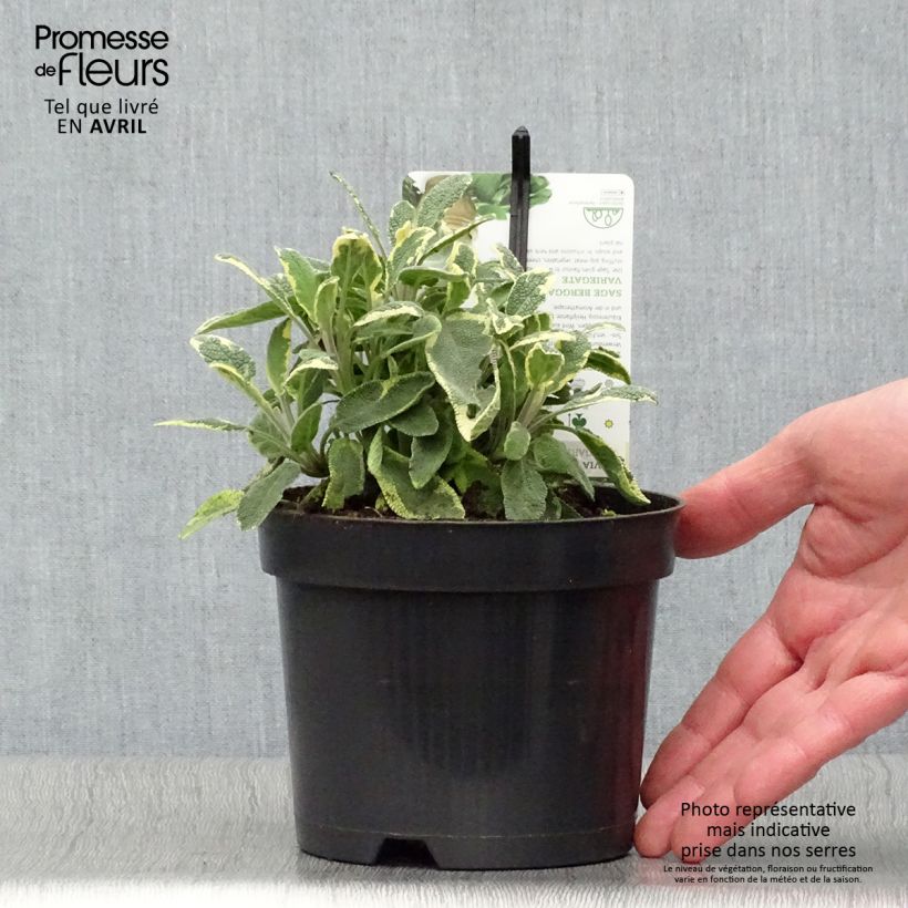 Example of Sauge officinale Berggarten Variegated - Salvia officinalis Pot de 1,5L/2L as you get in printemps