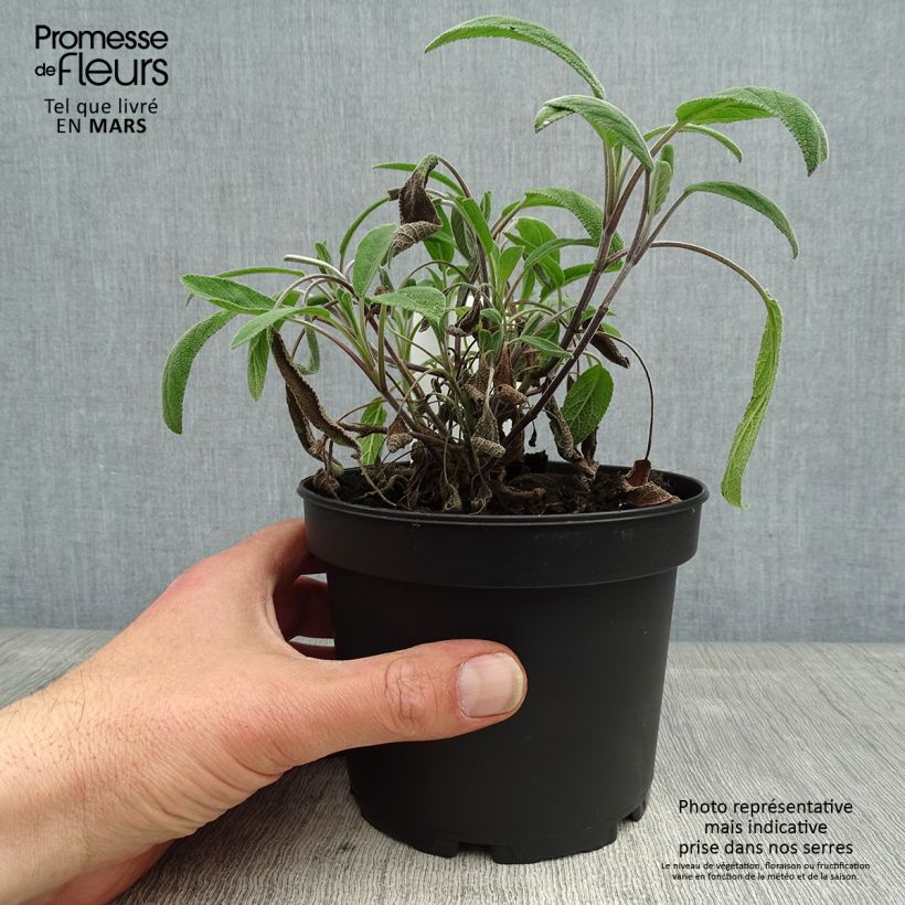 Example of Sauge officinale Elephant Ear - Salvia officinalis Pot de 1,5L/2L as you get in printemps