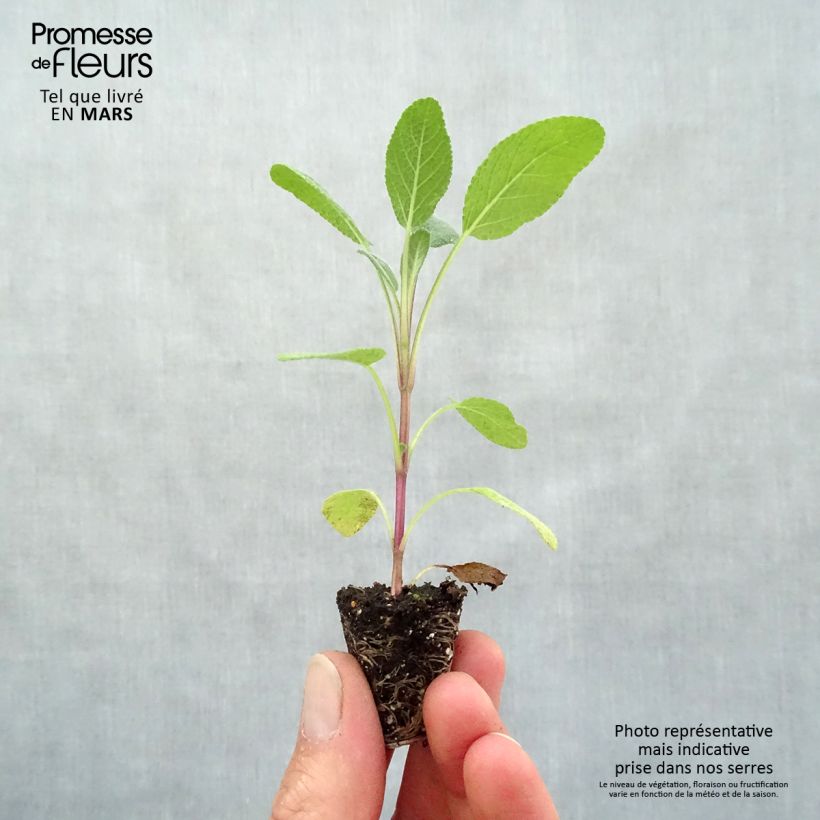 Example of Sauge officinale Grower's Friend en plants Mini-motte Ø 3/4 cm, Livré en hauteur de 5 à 10 cm as you get in printemps