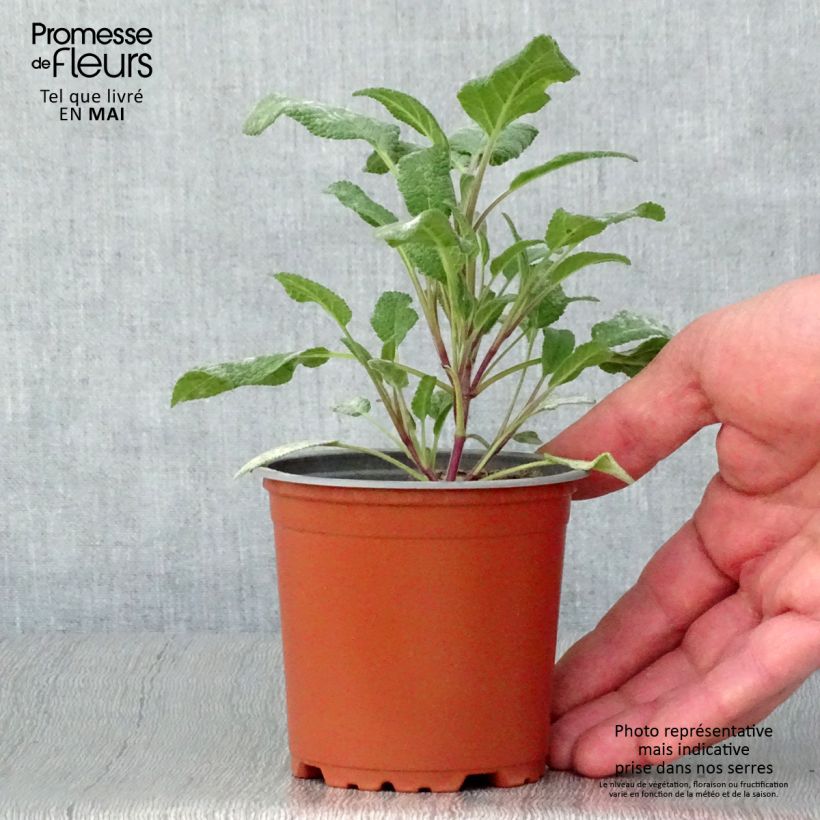 Example of Sauge officinale Grower's Friend en plants Godet de 8/9 cm as you get in printemps