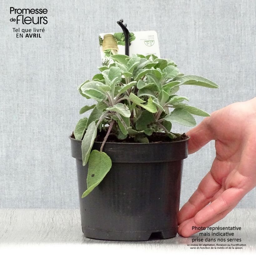 Example of Sauge officinale Maxima - Salvia officinalis Pot de 1,5L/2L as you get in printemps
