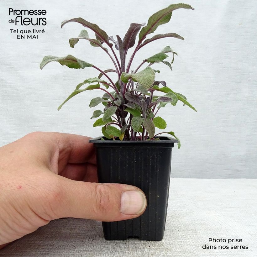 Example of Sauge officinale Purpurascens - Sauge pourpre Godet de 7/8 cm as you get in printemps