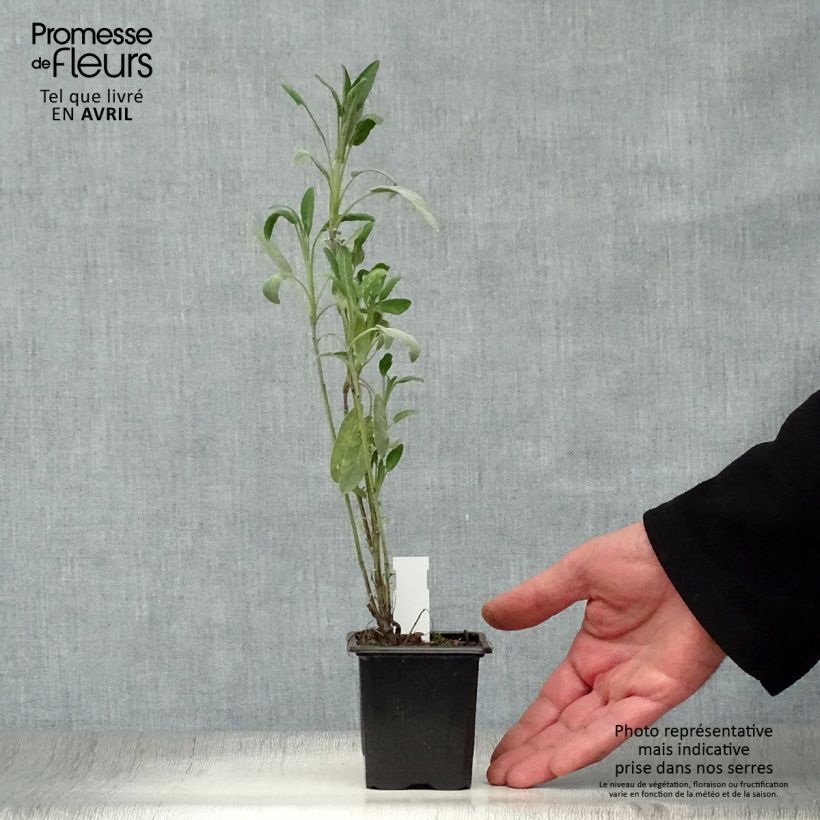 Example of Sauge officinale - Salvia officinalis Godet de 8/9 cm as you get in printemps