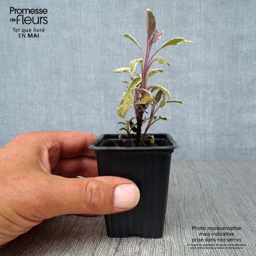 Example of Sauge officinale Tricolor - Salvia officinalis Godet de 7/8 cm as you get in printemps