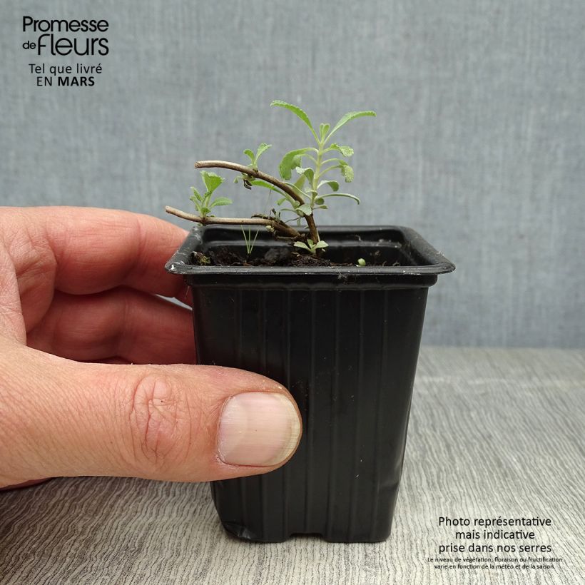 Example of Sauge sacrée blanche - Salvia apiana Godet de 7/8 cm as you get in printemps