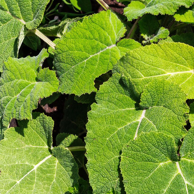 Sauge sclarée - Salvia sclarea (Feuillage)