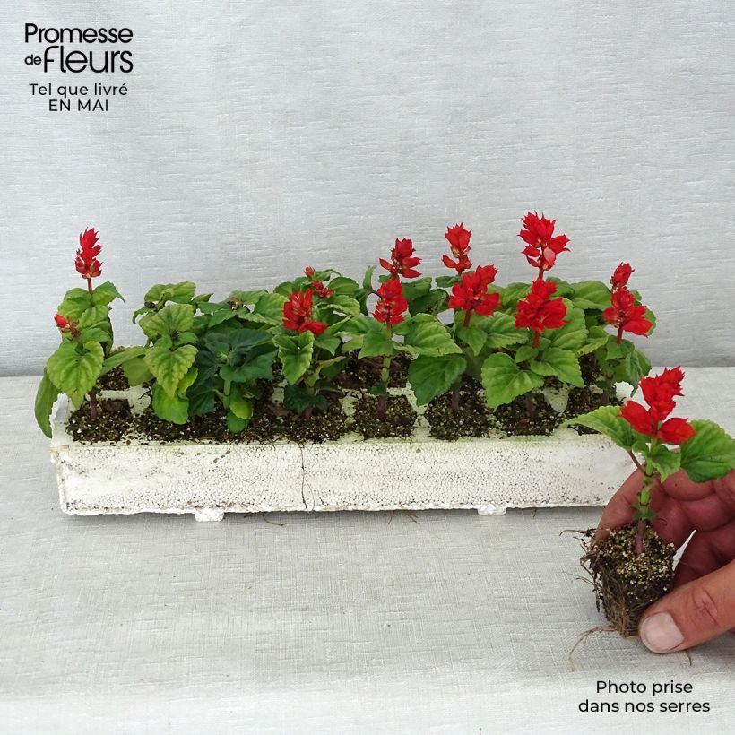 Example of Sauge splendens Carambita Jardimotte : motte 3,8 cm x 3,2 cm en plaque de culture par 16 as you get in printemps