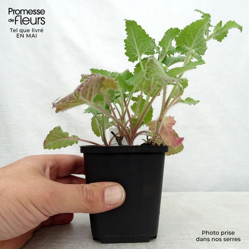 Example of Sauge verticillée - Salvia verticillata Purple Rain Godet de 8/9 cm as you get in printemps