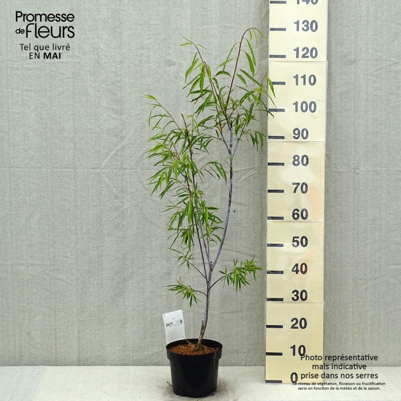 Example of Saule - Salix acutifolia Blue Streak Pot de 3L/4L as you get in printemps
