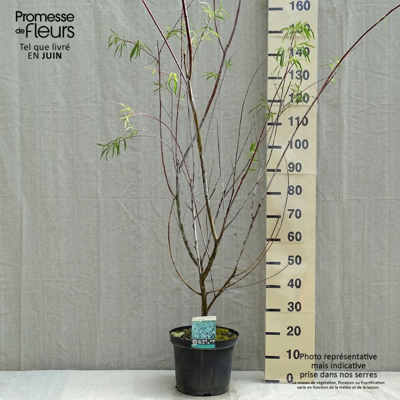Example of Saule - Salix acutifolia Blue Streak Pot de 7,5L/10L as you get in printemps