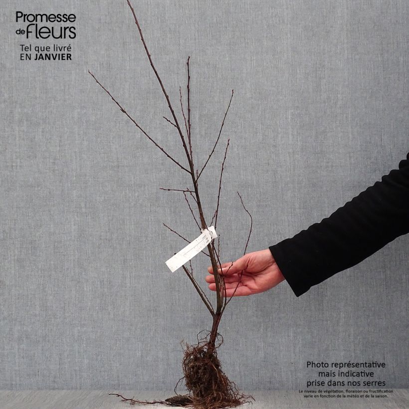 Example of Saule à oreilles, Petit marsault - Salix aurita Racines nues, Buisson, Ramifié as you get in hiver