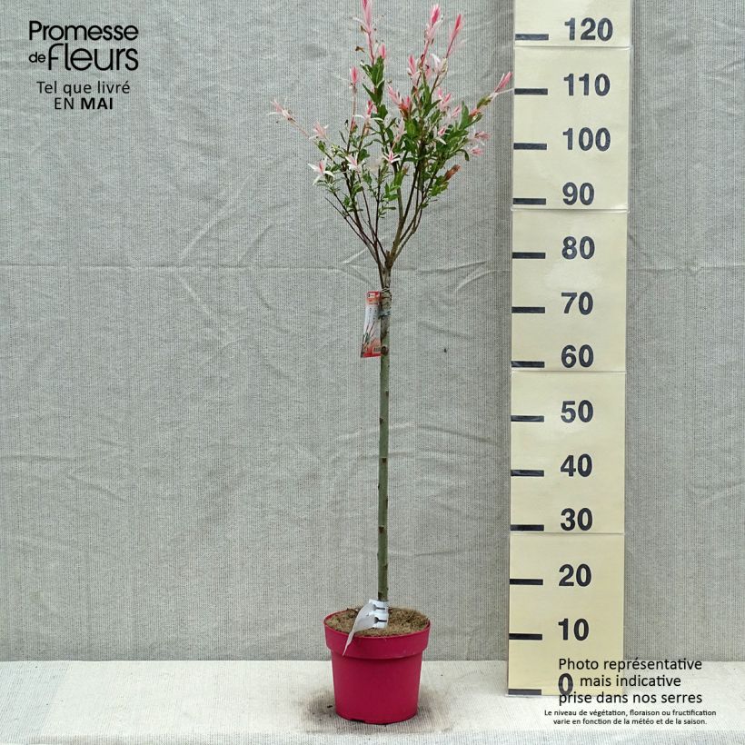 Example of Saule crevette - Salix integra Flamingo Pot de 2L/3L, Greffé sur tige as you get in printemps
