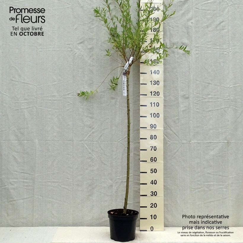 Spécimen de Saule crevette - Salix integra Hakuro Nishiki Pot de 7,5L/10L, Tige, Tige de 120 cm tel que livré en automne