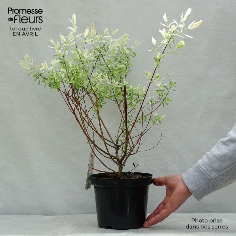 Example of Saule crevette - Salix integra Hakuro Nishiki Pot de 2L/3L, Buisson, Touffe as you get in printemps
