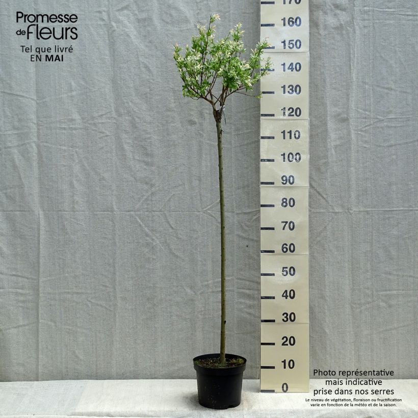 Example of Saule crevette - Salix integra Hakuro Nishiki Pot de 4L/5L, Tige, Tige de 80 cm as you get in printemps