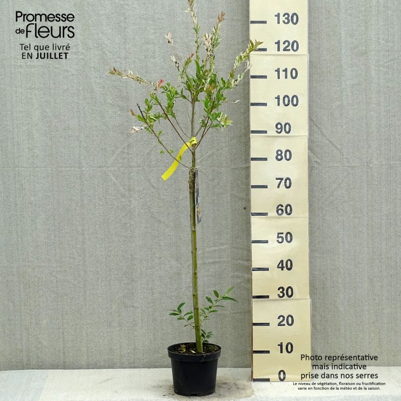Spécimen de Saule crevette - Salix integra Hakuro Nishiki Pot de 2L/3L, Tige, Tige de 60 cm tel que livré en été
