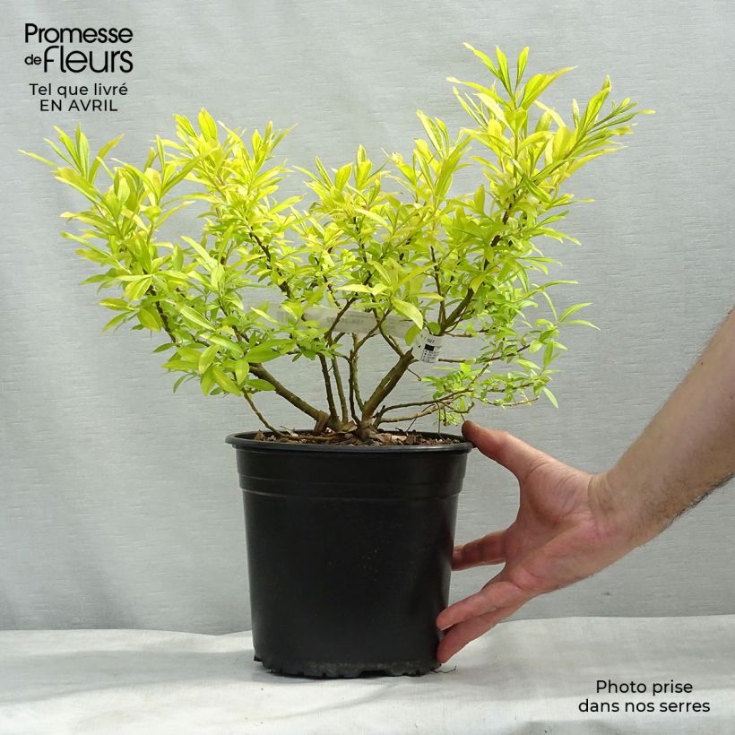 Example of Saule doré -  Salix sachalinensis Golden Sunshine Pot de 4L/5L as you get in printemps