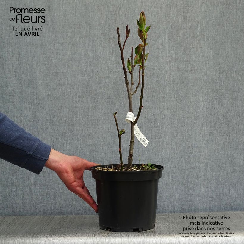 Example of Saule magnifique - Salix magnifica Pot de 4L/5L as you get in printemps