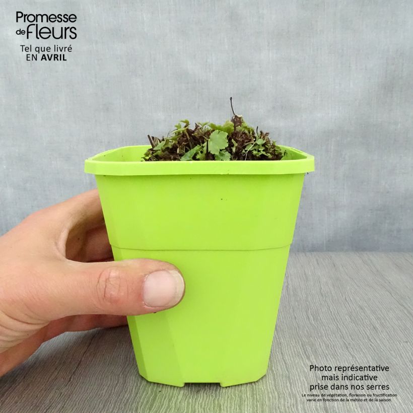 Example of Saxifraga OPERA Orpheus - Saxifrage Pot de 1L/1,5L as you get in printemps