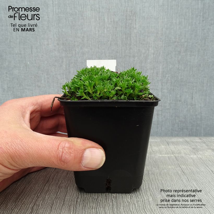 Example of Saxifraga arendsii Compactum (Stransfieldii) - Saxifrage mousse Godet de 8/9 cm as you get in printemps