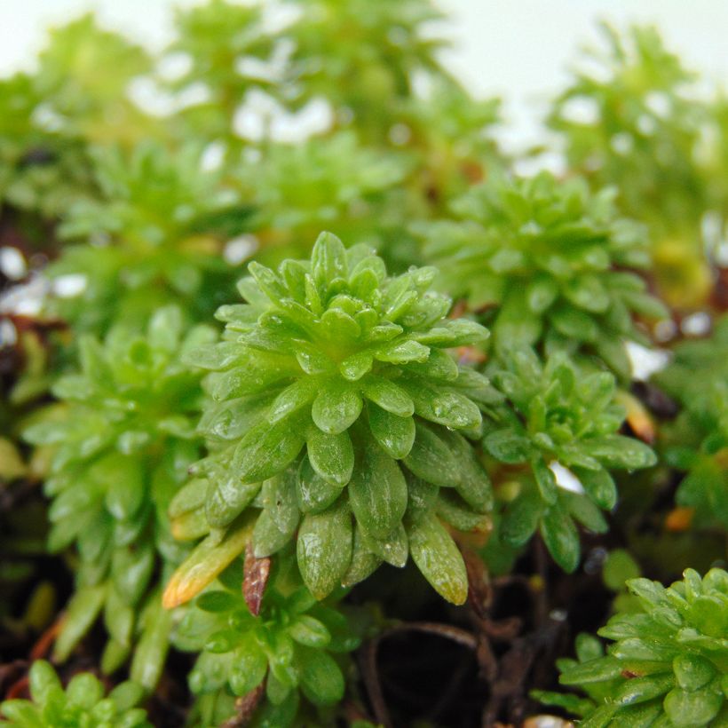 Saxifraga arendsii Peter Pan - Saxifrage mousse (Foliage)