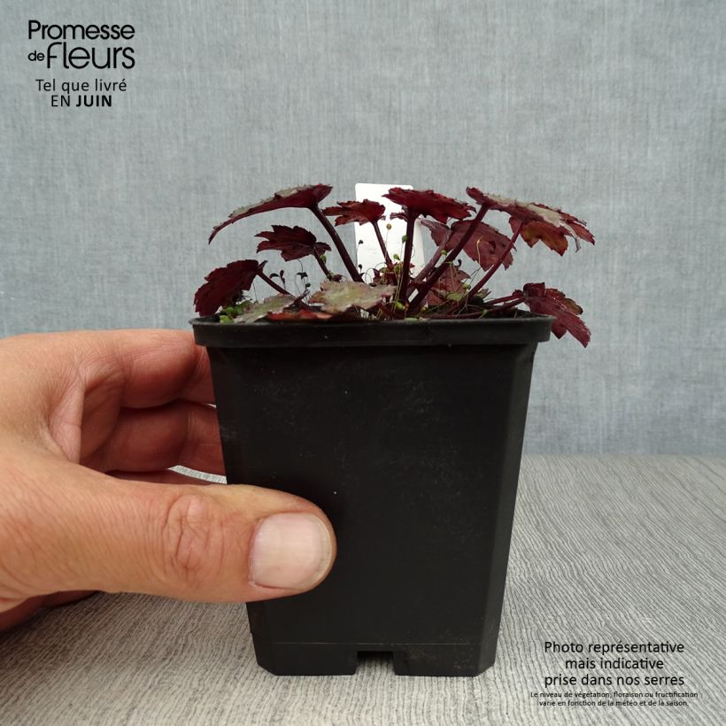 Spécimen de Saxifraga cortusifolia Black Ruby - Saxifrage à feuilles noires Godet de 8/9 cm tel que livré en été